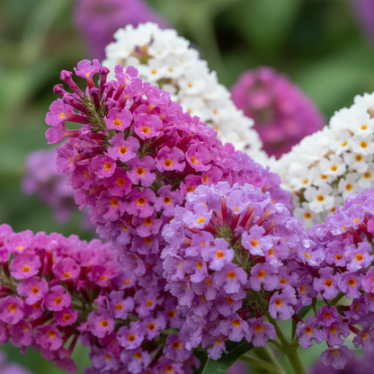 Buddleia Tricolour Butterfly Bush Seeds - Butterfly Bush Flower Seeds for Garden