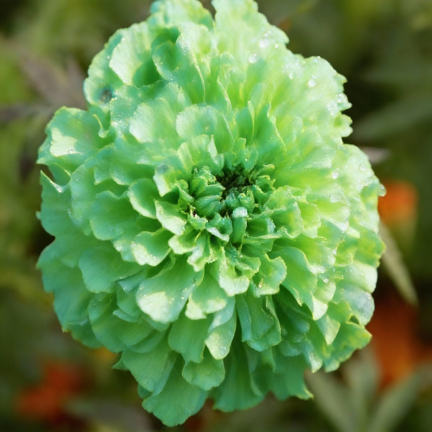 Green Marigold Flower Seeds for Planting – Ornamental Blooms for Home Garden