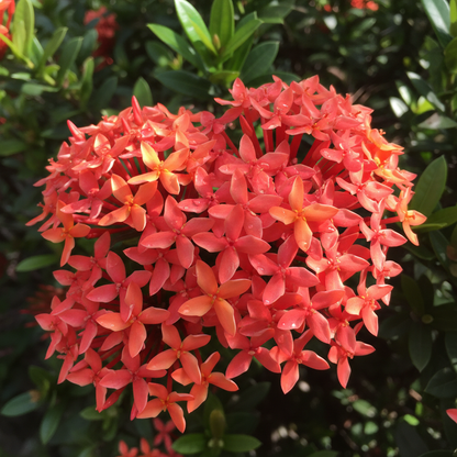 Ixora Flower Seeds (Tropical Ornamental Shrub)