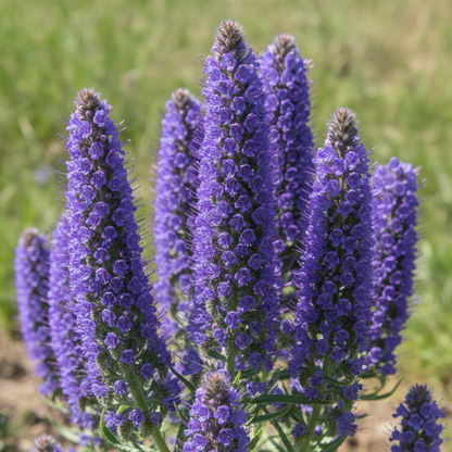 Echium Plantagineum Flower Seeds for Garden Planting