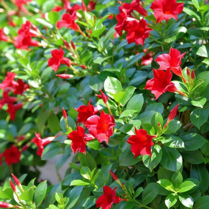 Red Mandevilla Vine Flower Seeds for Planting – Tropical Climber with Vibrant Red Blooms