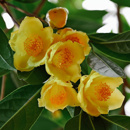 Golden Camellia Seeds for Planting – Yellow Camellia Flower Seeds (Camellia japonica)