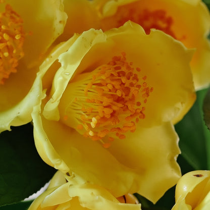 Golden Camellia Seeds for Planting – Yellow Camellia Flower Seeds (Camellia japonica)