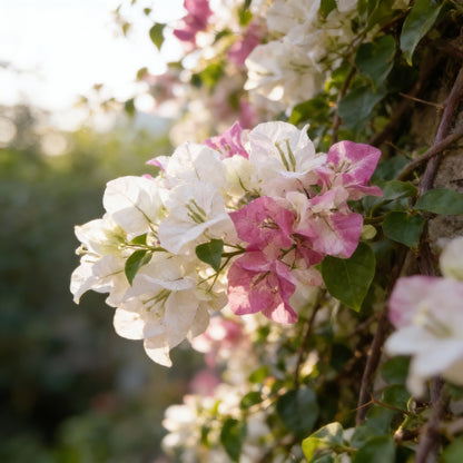 White Pink Bougainvillea Seeds for Planting - Trellis Climber