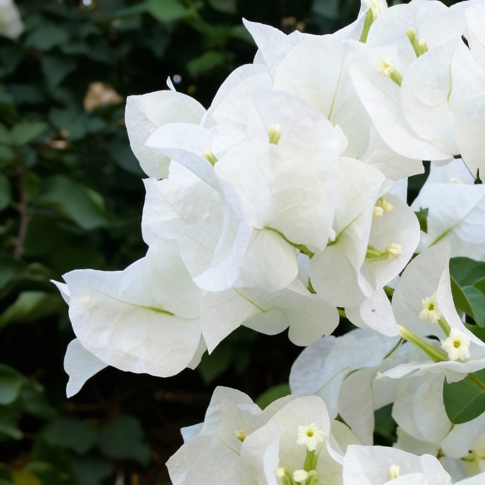white-bougainvillea-flower-seeds-for-planting