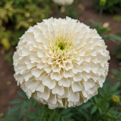 White Marigold Flower Seeds for Planting