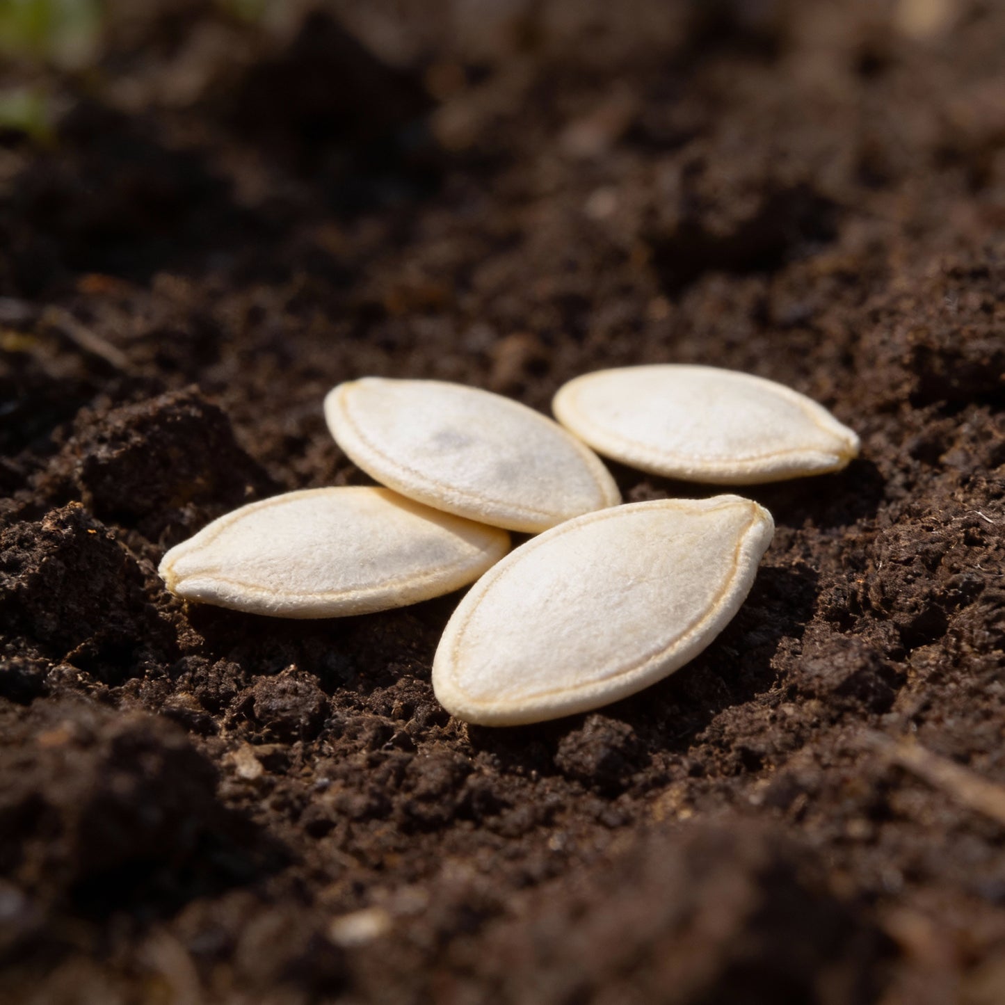 Casper Pumpkin Seeds – Premium White Pumpkin for Garden & Harvest