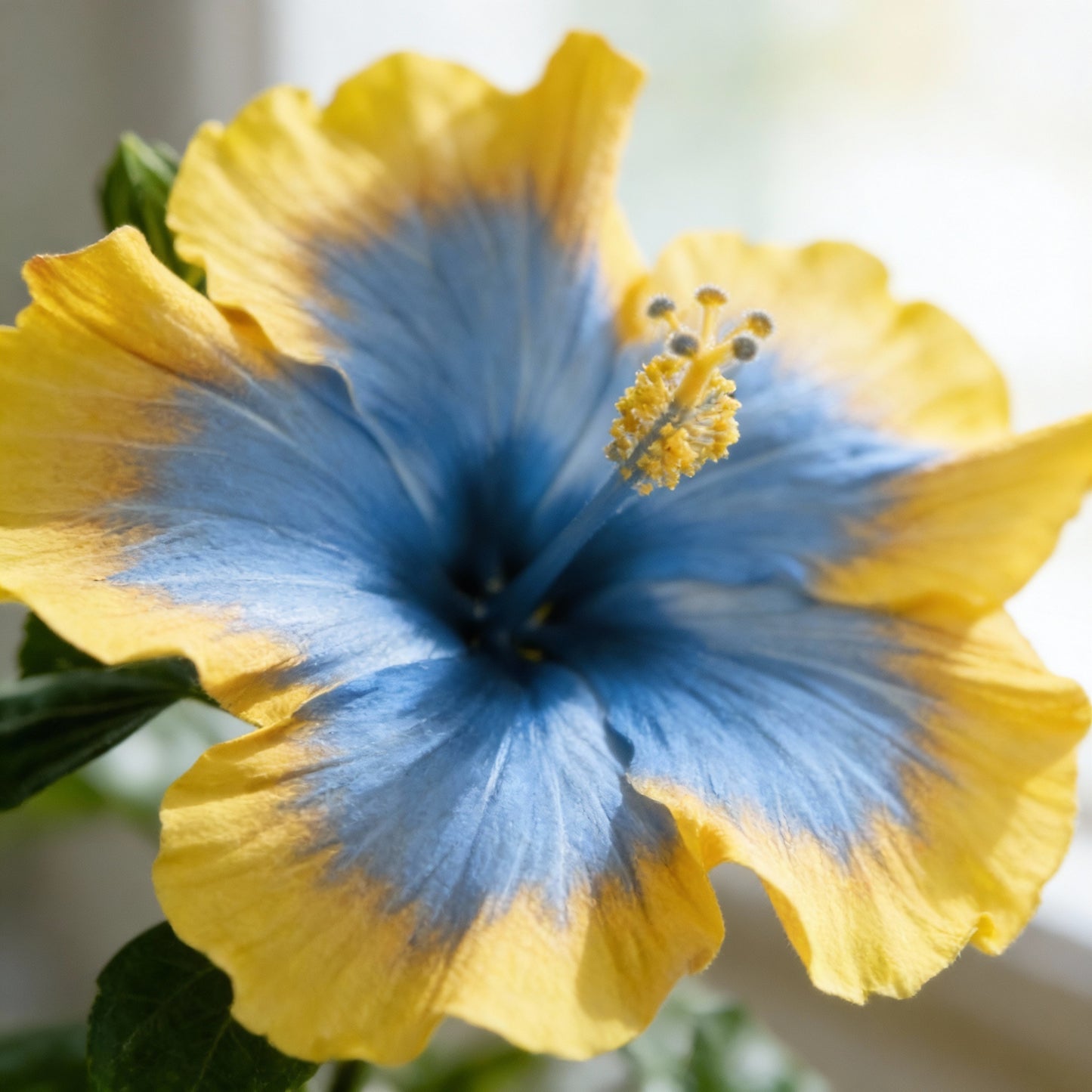 Yellow & Blue Hibiscus Flower Seeds – Vibrant Ornamental Blooms
