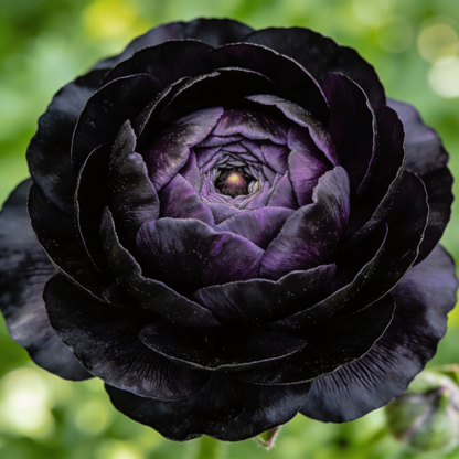 Papaver Paeoniflorin Black Peony Seeds for Garden Planting