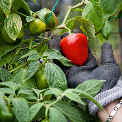 Red Manzano Chili Pepper Seeds for Planting (Capsicum pubescens) – Home Gardening