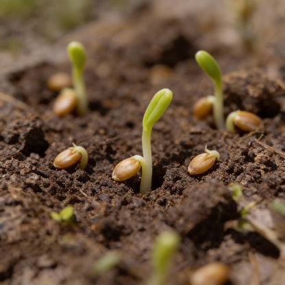 Seakale Lilywhite Flower Seeds for Garden Planting