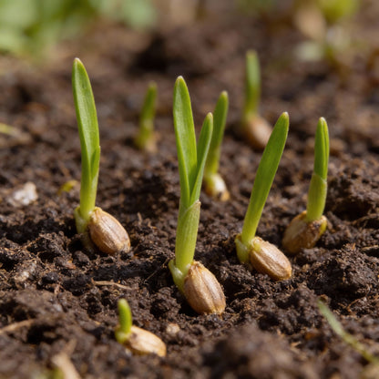 Ice Cream Tulip Flower Seeds for Garden Planting