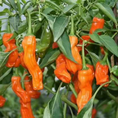 Orange Peter Pepper Plant Seeds for Planting – Spicy Peppers for Garden Harvests