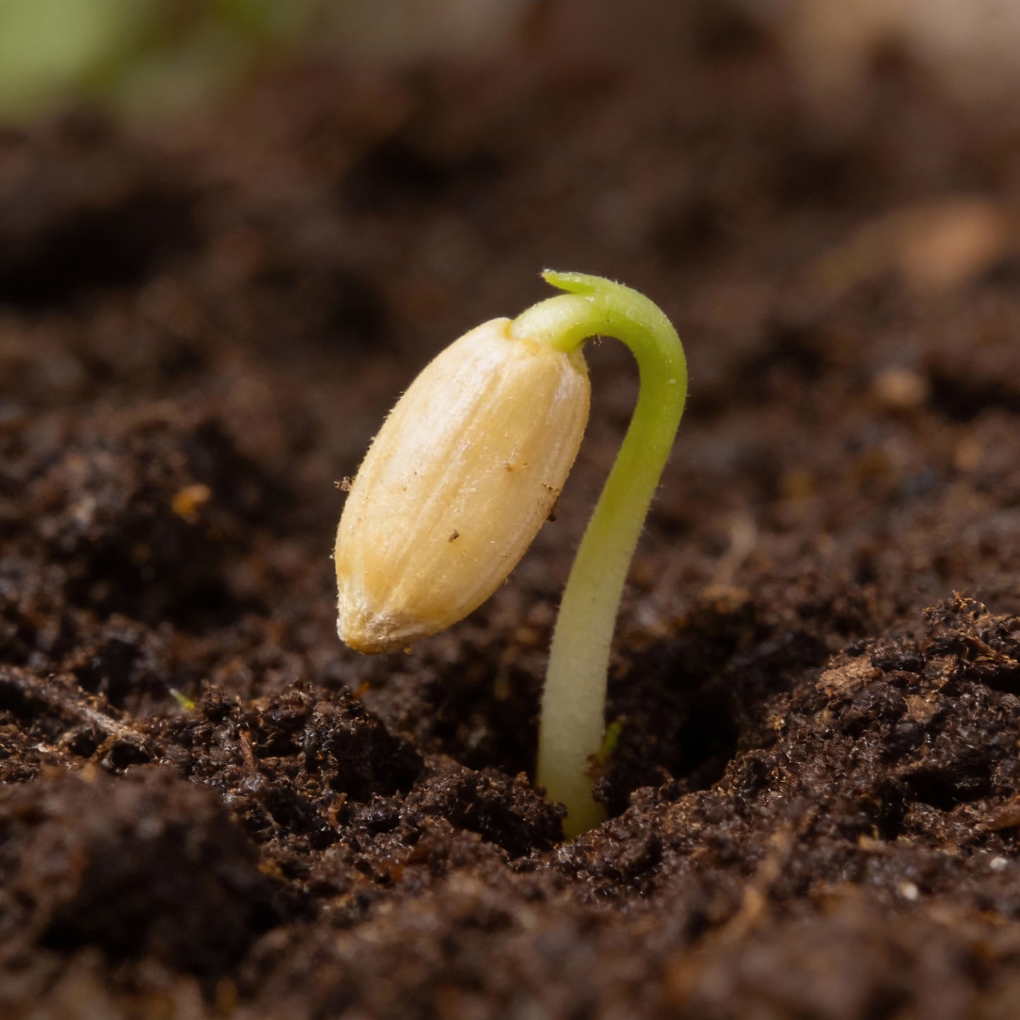 White Sunflower Seeds for Garden Planting