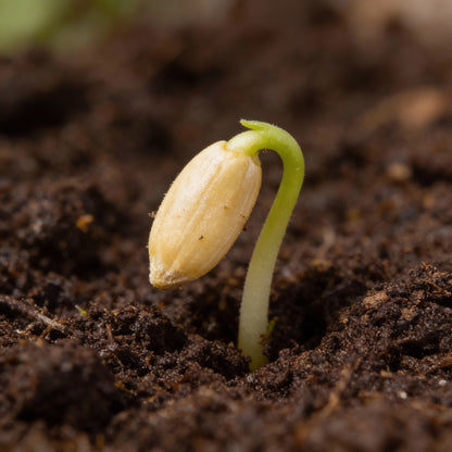 White Sunflower Seeds for Garden Planting