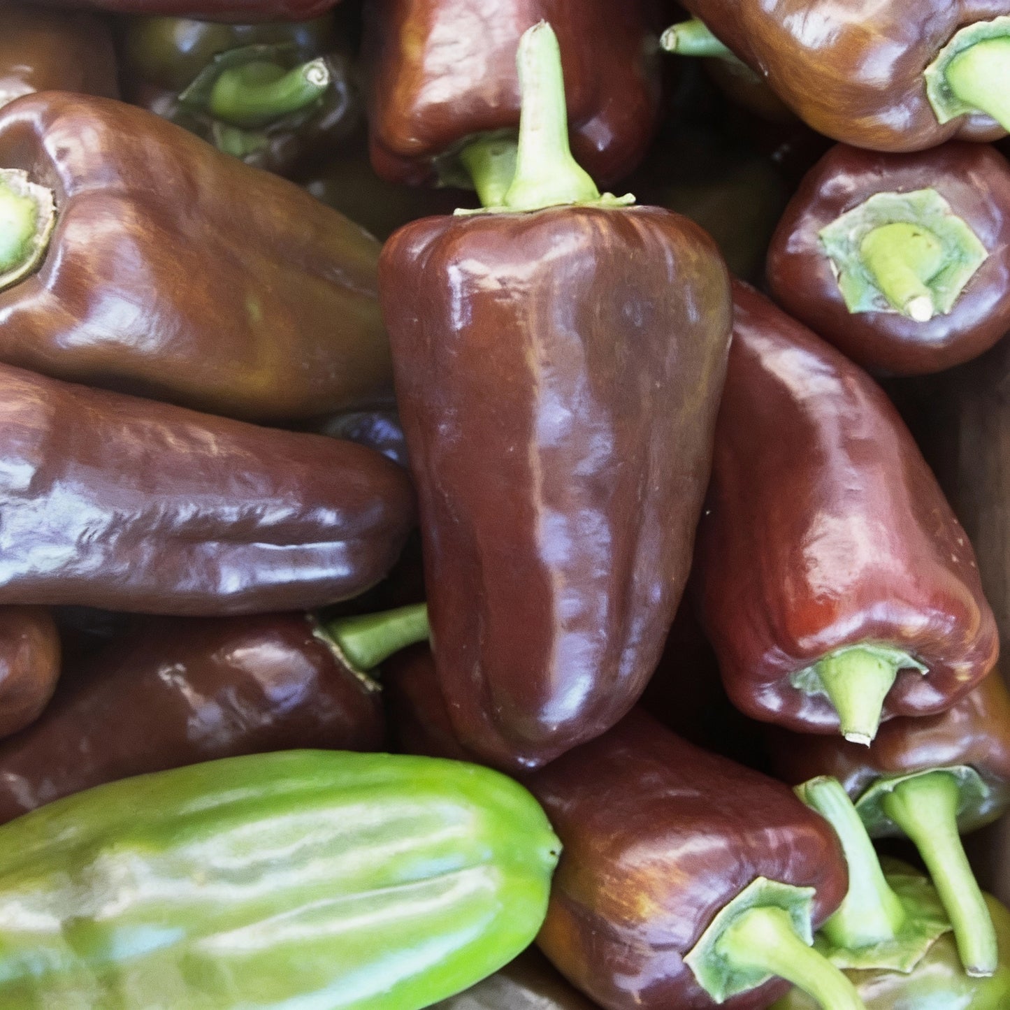Mini Sweet Pepper Sweetonia Chocolate Seeds for Planting – Compact Growth for Containers and Small Gardens