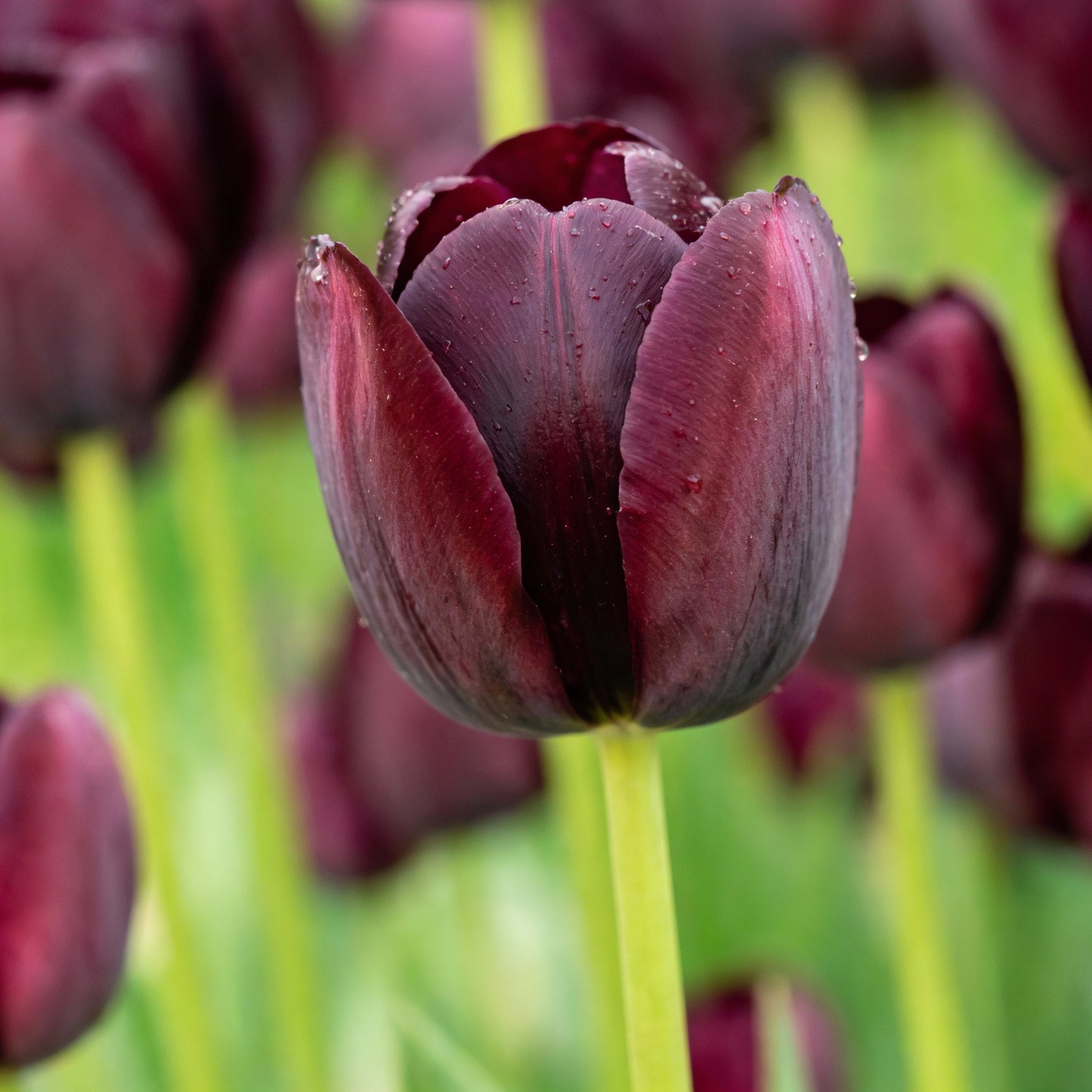 Tulip Queen of the Night Flower Seeds for Planting