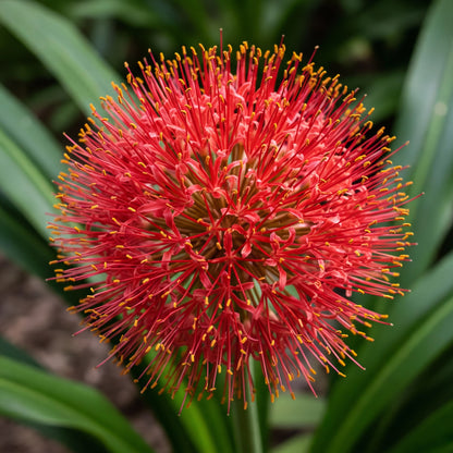 Scadoxus Multiflorus Seeds – Blood Lily Flower for Planting