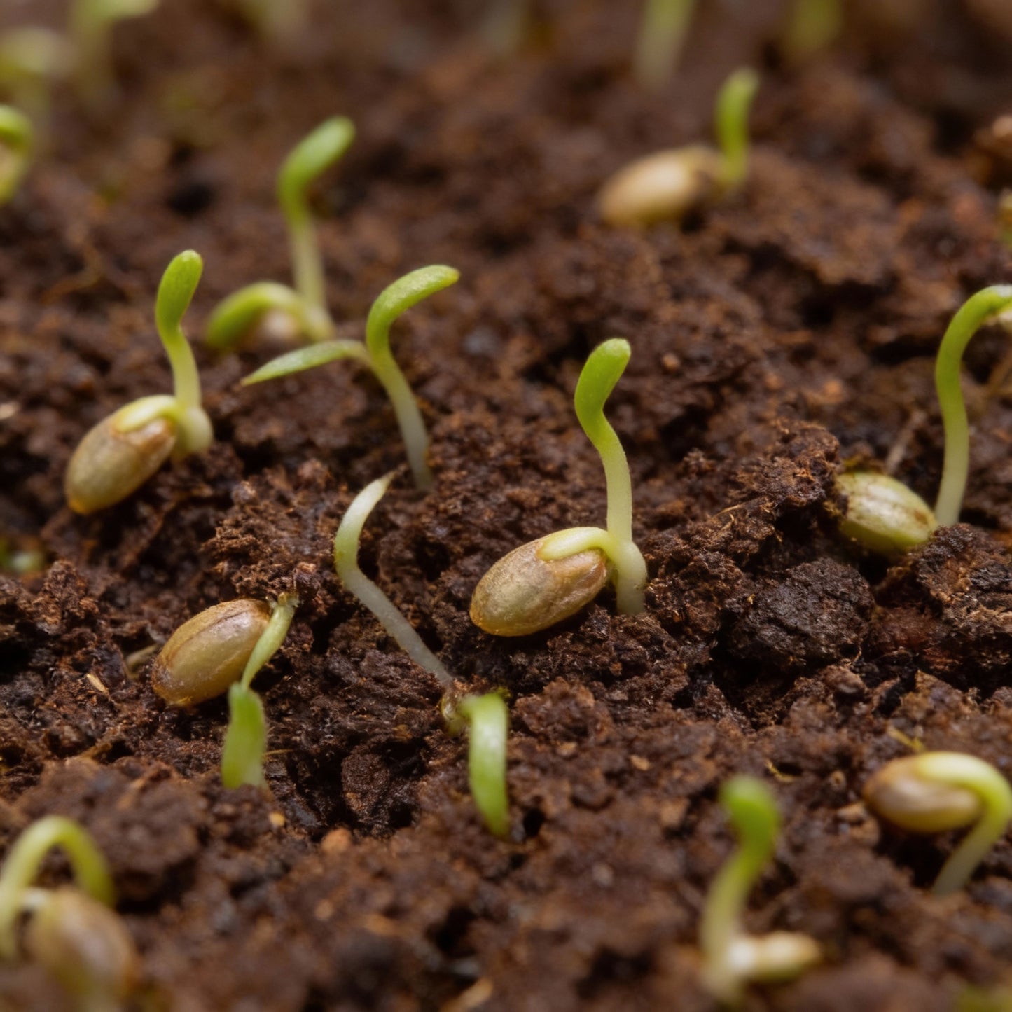 Verbena Bonariensis Flower Seeds for Garden Planting