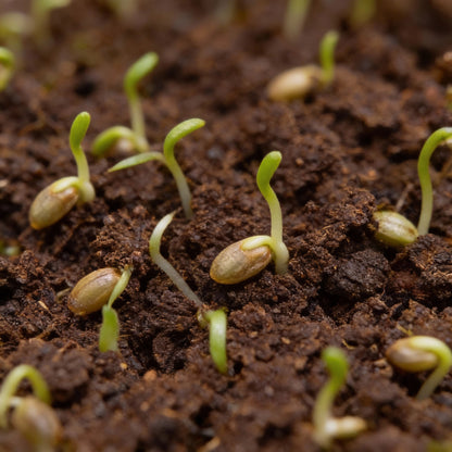 Verbena Bonariensis Flower Seeds for Garden Planting