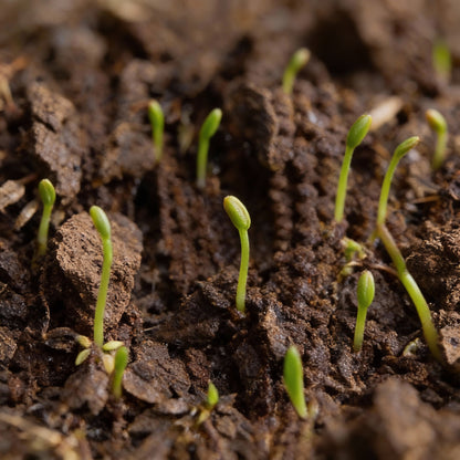 Amaranthus Caudatus Red Flowering Seeds – Stunning Hanging Red Blooms