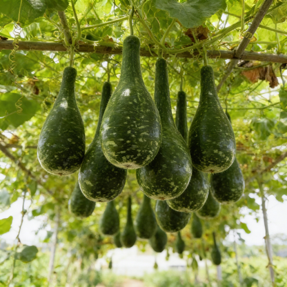 Bottle Gourd Speckled Long Green White Seeds for Gardening