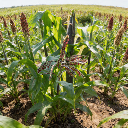 Sweetcorn Fiesta Seeds for Gardening