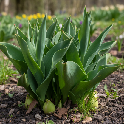 Portal Cool Yellow and Red Tulip Seeds for Garden Planting