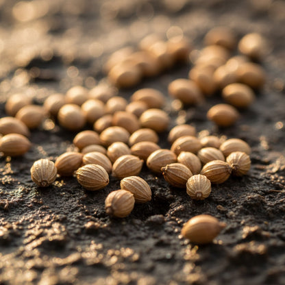 Vietnamese Cilantro Seeds – Premium Heirloom Culinary Herb