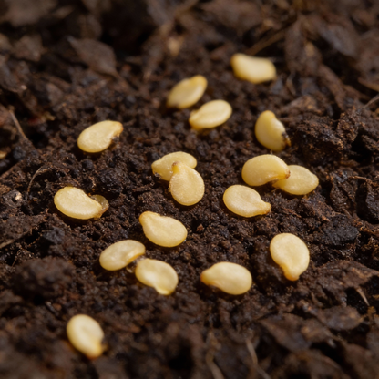 All Season Hybrid Sweet Banana Pepper Seeds for Planting