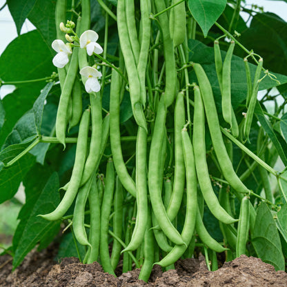 Missouri Wonder Pole Bean Seeds for Planting
