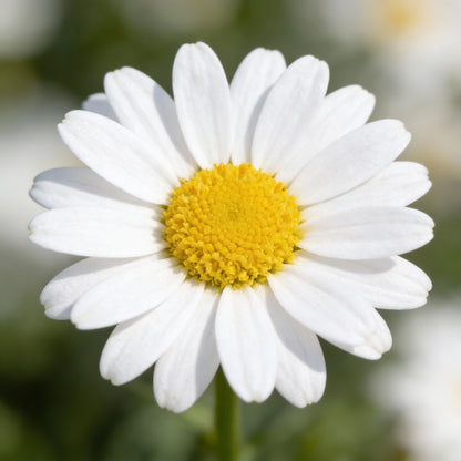 Pyrethrum Daisy Seeds for Planting (Tanacetum cinerariifolium) – Aromatic Perennial Cut Flowers