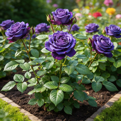 Purple Blue Rose Flower Seeds for Planting – Ornamental Blooms