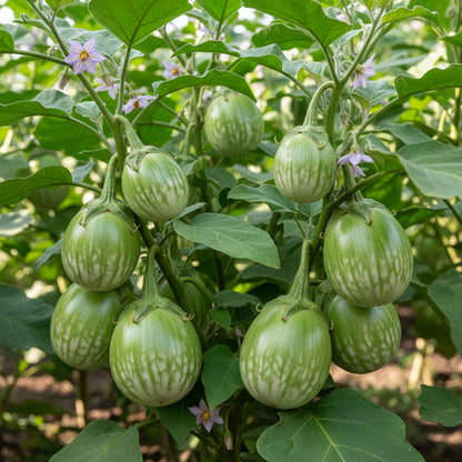 Brinjal Green Round Vegetable Seeds – Heirloom High-Yield Eggplant