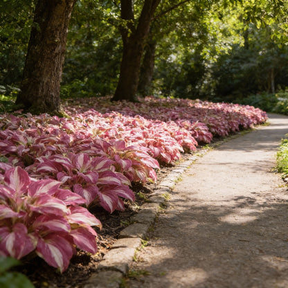 Pink & White Hostas Seeds for Planting – Shade-Loving Foliage Plant for Gardens
