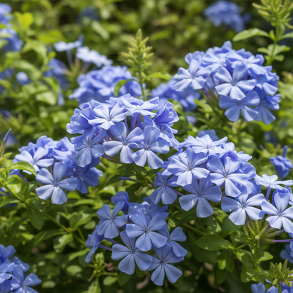 Blue Plumbago Seeds – Blue Flowering Shrub for Planting