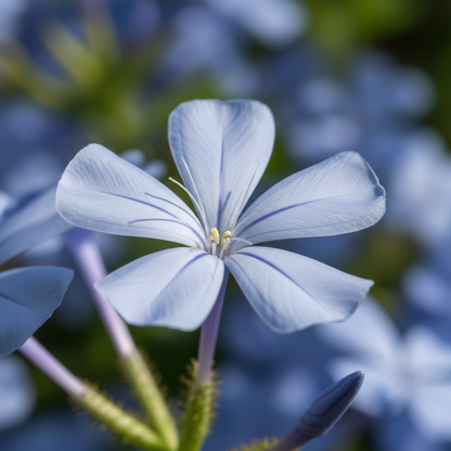 Blue Plumbago Seeds – Blue Flowering Shrub for Planting