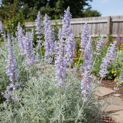 Cold-Hardy Variety with Silver Foliage & Fragrant Blooms