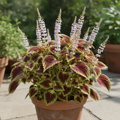 Coleus Heirloom Seeds – Multi-Color Variegated Foliage (Vibrant Red, Green, Yellow, Purple & Pink Patterns)