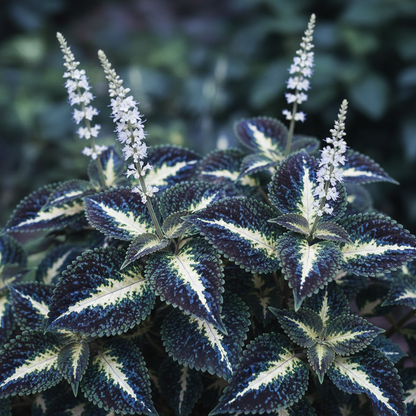 Blue White Coleus Seeds – Two-Tone Foliage for Planting