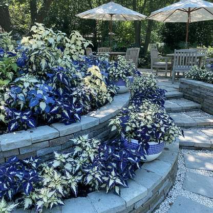 Blue White Coleus Seeds – Two-Tone Foliage for Planting