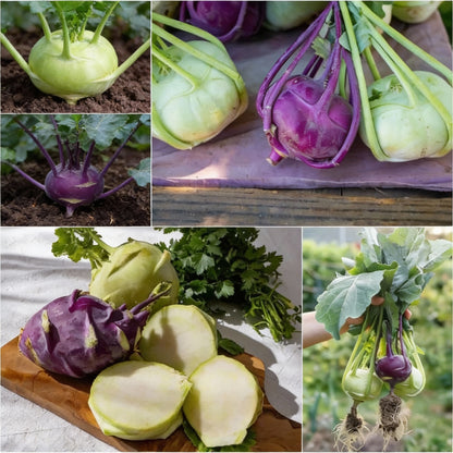 Kohl Rabi Mix Seeds – Organic Heirloom Vegetables for Fresh Garden Harvests