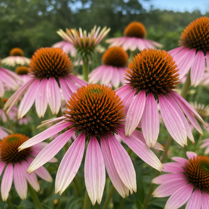 Mixed Coneflower Seeds – Echinacea for Planting