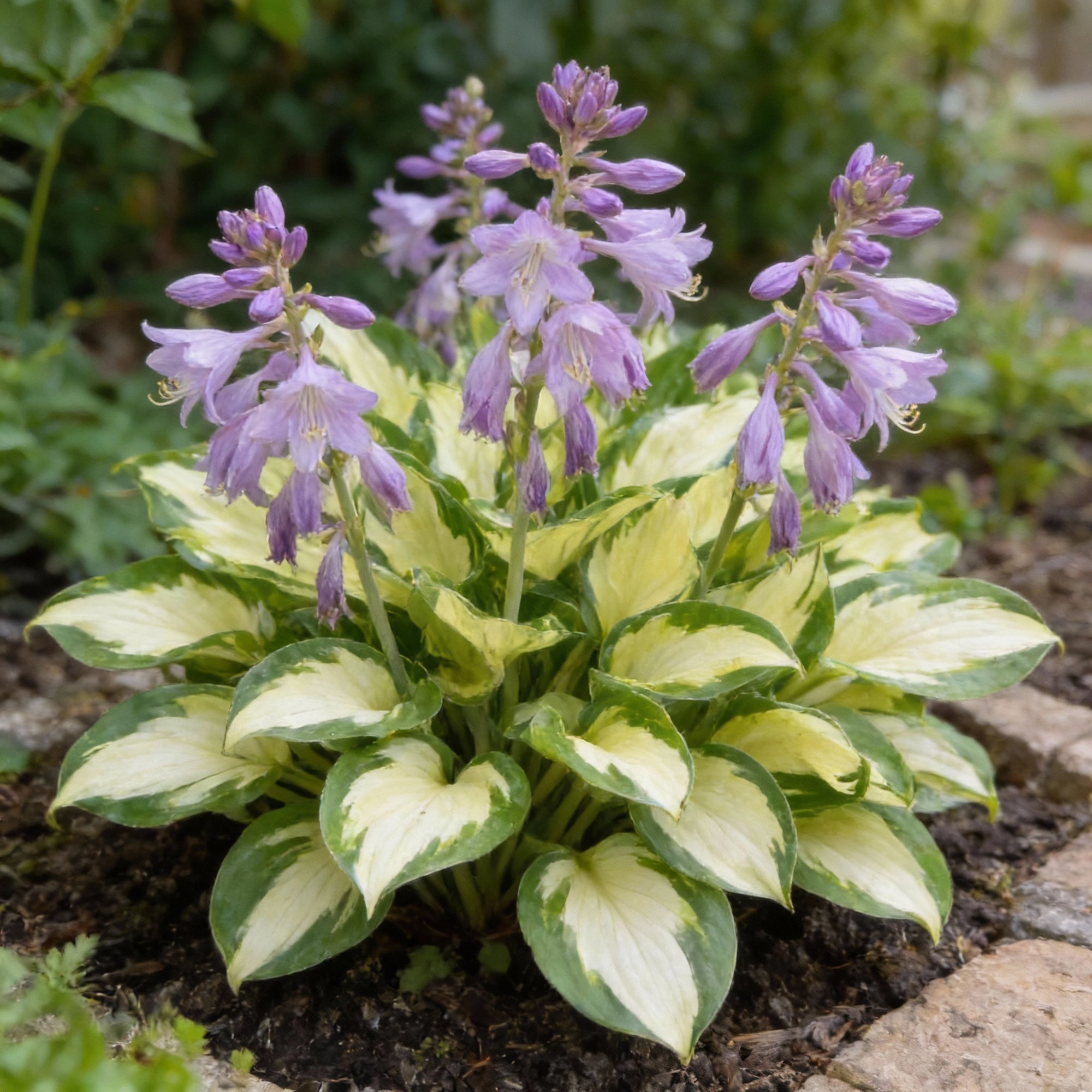 fire-and-ice-hosta-seeds-vibrant-contrast-for-stunning-garden-displays