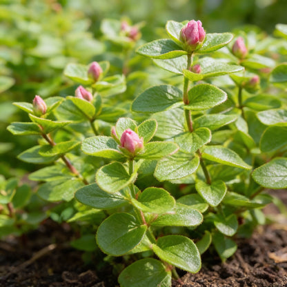 Salvia Say So Rose Flower Seeds for Garden Planting