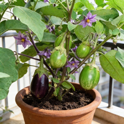 Eggplant Asian Mini Green F1 Seeds for Planting – High Yield Hybrid Brinjal Seeds for Gardening