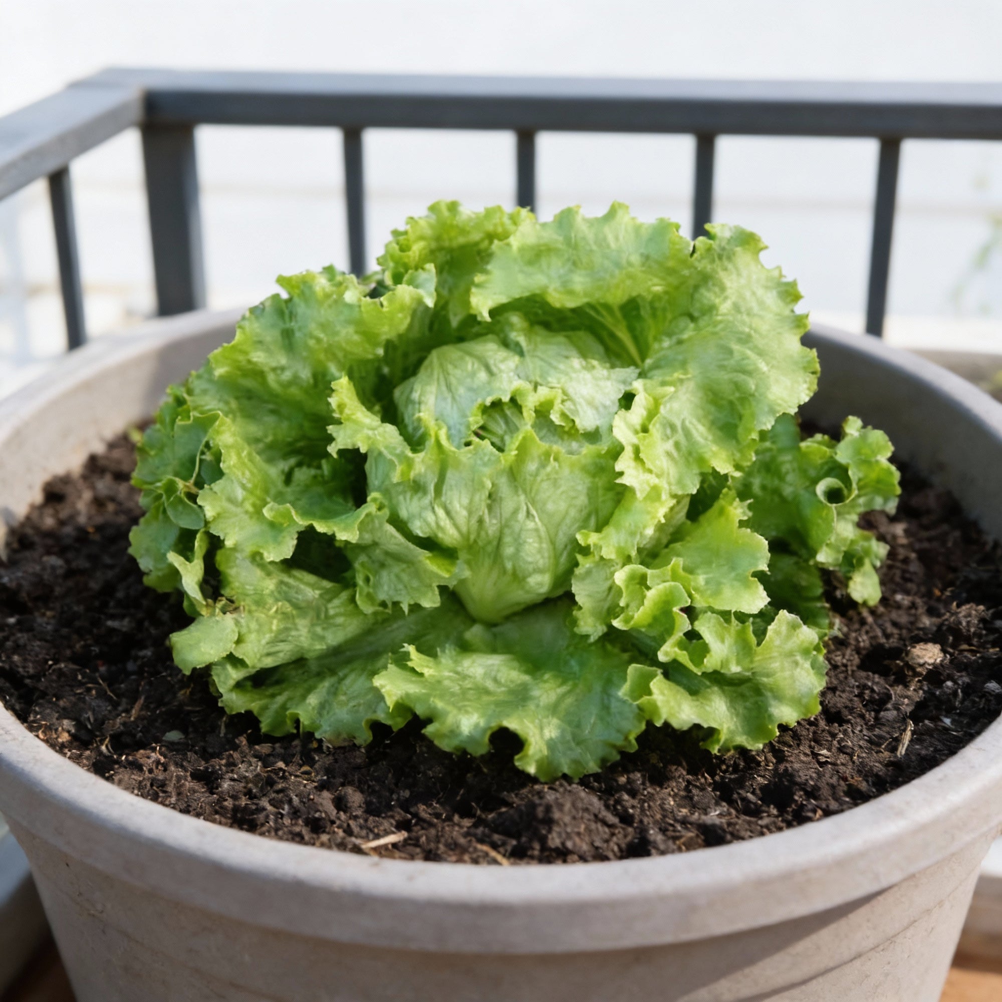 lettuce-webbs-wonderful-seeds-heirloom-variety