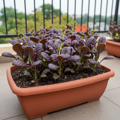 Osaka Purple Mustard Seeds