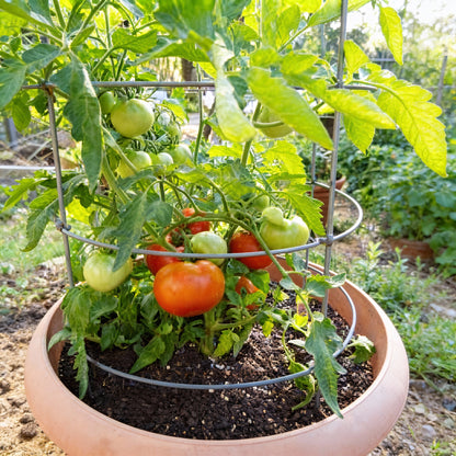 Big Beef Tomato Seeds for Planting – Hybrid Tomato Seeds for Home Gardening