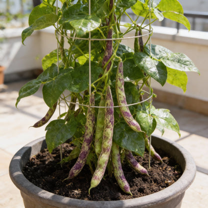Bean Climbing - Rattlesnake Seeds